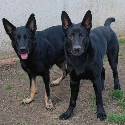 Hundetreffen-Spielrunde mit 2 süßen schwarzen Schäferhunden-Bild