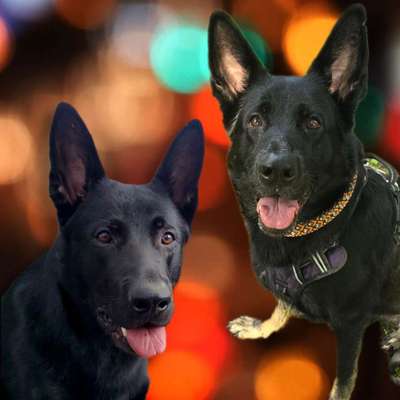 Hundetreffen-Spielrunde mit großen Hunden-Bild