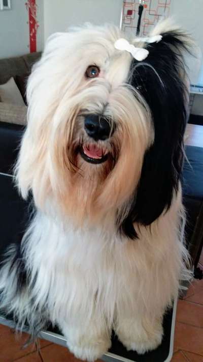 Tibet Terrier-Beitrag-Bild