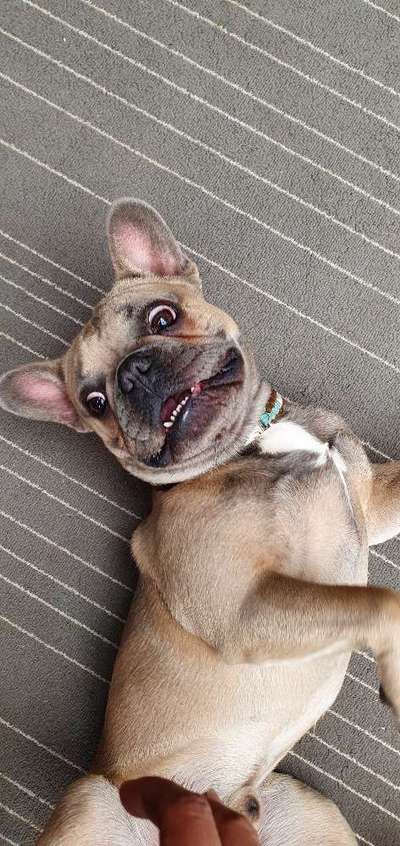 Dogorama Photo Challenge - Einmal lächeln bitte-Beitrag-Bild