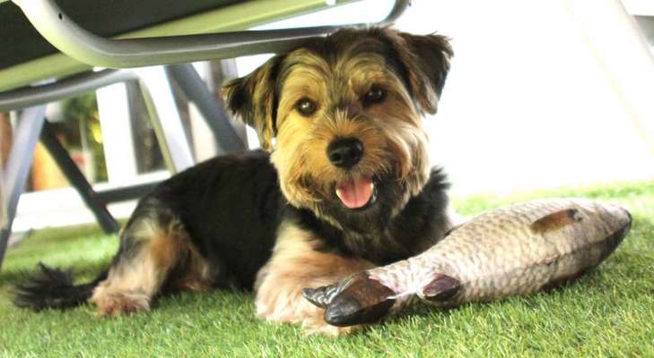 Norfolk Terrier-Beitrag-Bild