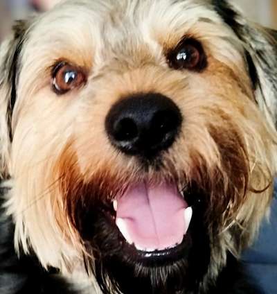 Norfolk Terrier-Beitrag-Bild