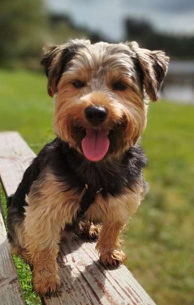 Norfolk Terrier-Beitrag-Bild