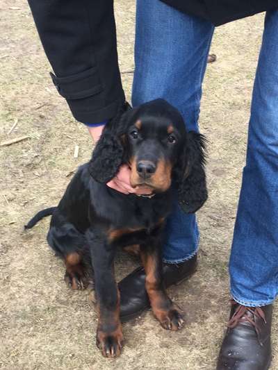 Gordon Setter-Beitrag-Bild