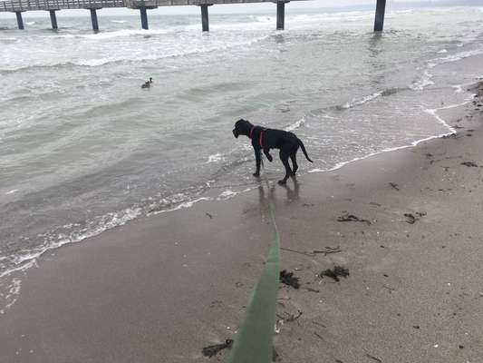 Gordon Setter-Beitrag-Bild