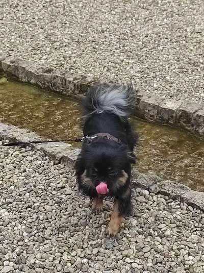 Tongue Out Tuesday-Beitrag-Bild