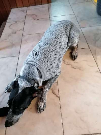 Optimales Halsband finden-Beitrag-Bild