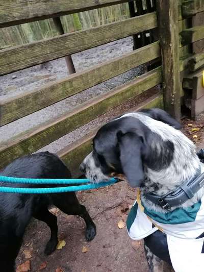 Optimales Halsband finden-Beitrag-Bild