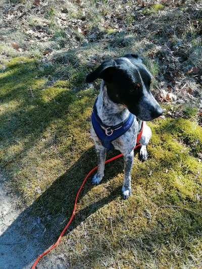 Zeigt her eure Junghunde :)-Beitrag-Bild