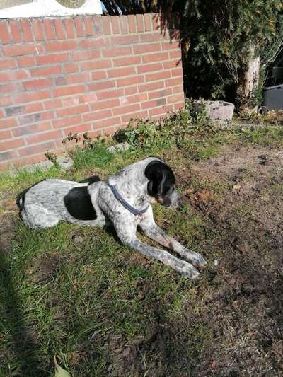 Optimales Halsband finden-Beitrag-Bild