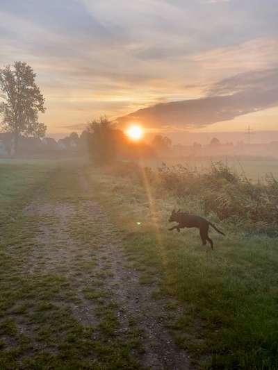 Die Dogorama Wochen Challenge-Beitrag-Bild