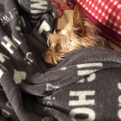 Hundetreffen-Maja Yorkshire Terrier sucht Gleichgesinnte-Bild