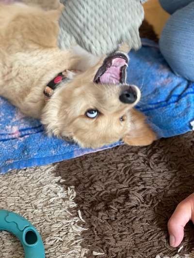 Die Dogorama Wochen Challenge-Beitrag-Bild