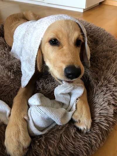 Die Dogorama Wochen Challenge-Beitrag-Bild