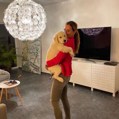 Hundetreffen-Liebevolle Hundebetreuung für sehr entspannten Goldie gesucht. Nur gelegentlich, aber über Nacht.