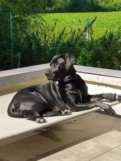 Hundetreffen-Gassi gehen, spielen, Erziehung-Bild