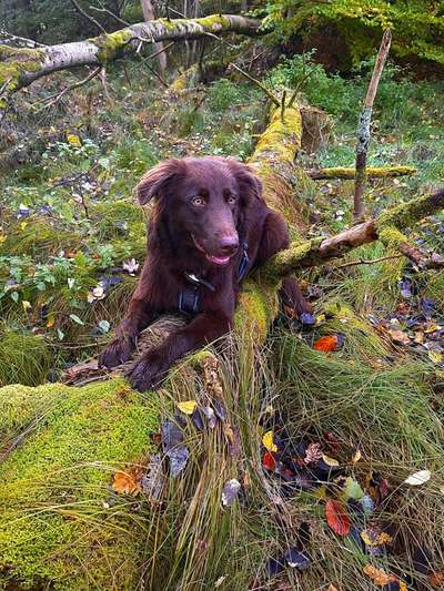 Hundetreffen-Spielerische Waldrunde-Bild