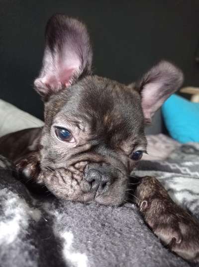 Französische Bulldoggen-Beitrag-Bild