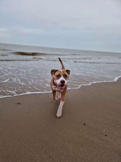 Hundetreffen-Social Walk-Bild