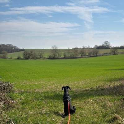 Hundetreffen-Spiel und Gassirunden-Bild