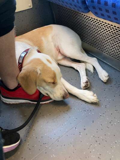 Die Dogorama Wochen Challenge-Beitrag-Bild