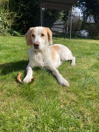 Mischlinge raten - Rätselspaß-Beitrag-Bild