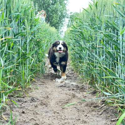 Hundetreffen-Welpentreffen in OPR-Bild