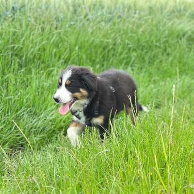 Hundetreffen-Spielerunde oder Gassitalk-Bild