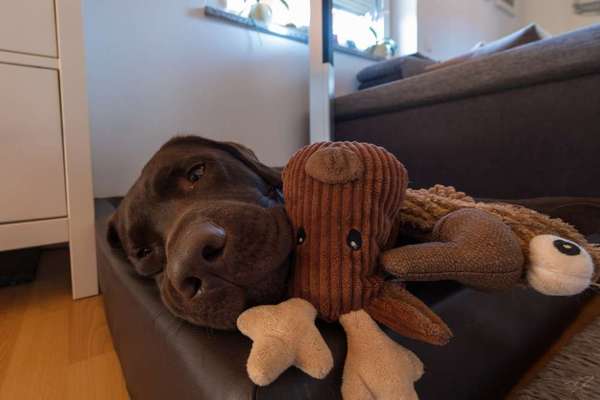 Dogorama Photo Challenge - Tarnung ist alles-Beitrag-Bild