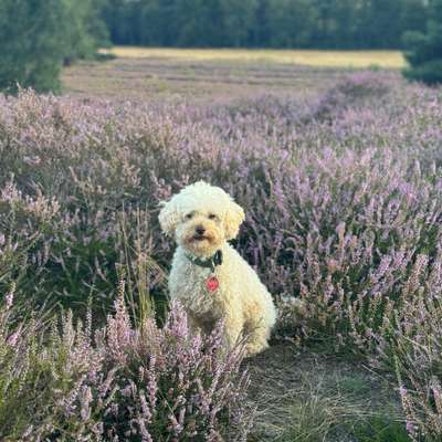 Hundetreffen-Pudel(spiel-)Freunde gesucht-Bild