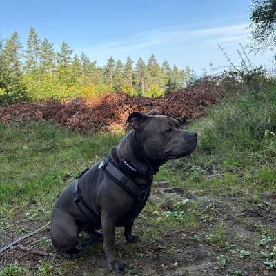 Hundetreffen-Spielen,Spazieren aber auch Üben-Bild