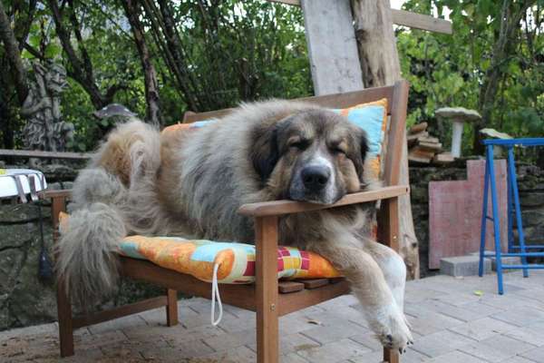 Die Dogorama Kalender Challenge 4/4-Beitrag-Bild