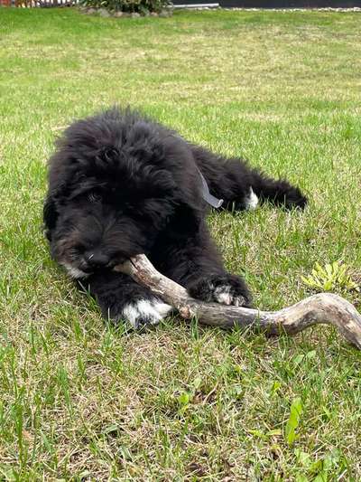 Mischlinge raten - Rätselspaß-Beitrag-Bild