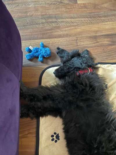 Mischlinge raten - Rätselspaß-Beitrag-Bild