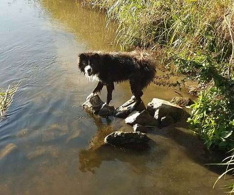 Die Dogorama Kalender Challenge 4/4-Beitrag-Bild