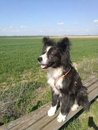 Akita Inu/American Akita (Mix) halter.-Beitrag-Bild