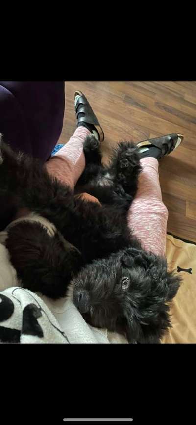 Mischlinge raten - Rätselspaß-Beitrag-Bild