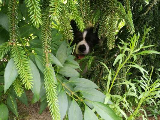 Die Dogorama Monats Challenge "Es grünt und blüht"-Beitrag-Bild