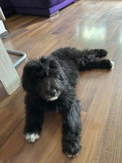 Mischlinge raten - Rätselspaß-Beitrag-Bild