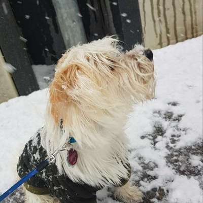 Dein Hund im Dogorama-Kalender 2021-Beitrag-Bild