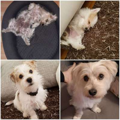 Welpen Bilder !-Beitrag-Bild