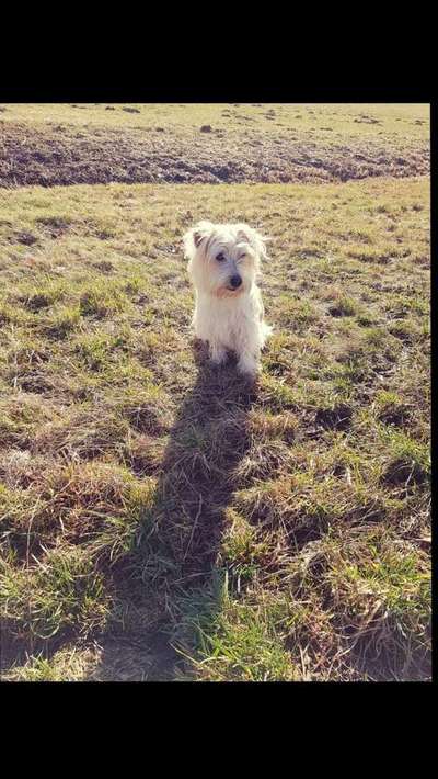 Dein Hund im Dogorama-Kalender 2021-Beitrag-Bild