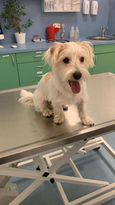 Dein Hund im Dogorama-Kalender 2021-Beitrag-Bild