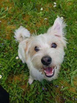 Dein Hund im Dogorama-Kalender 2021-Beitrag-Bild