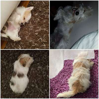 Welpen Bilder !-Beitrag-Bild