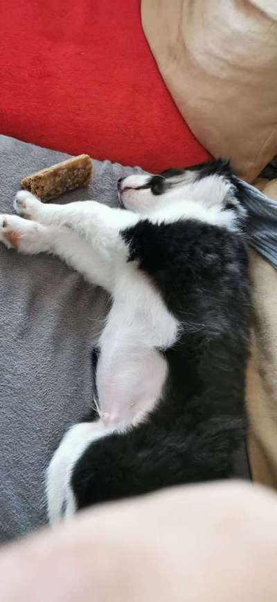 Welpen Bilder !-Beitrag-Bild