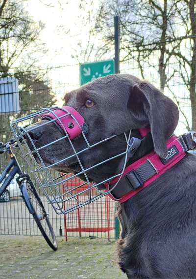 Wie sitzt mein Maulkorb / Maulkorb-Beratung-Beitrag-Bild