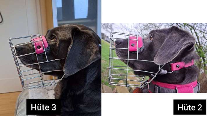 Wie sitzt mein Maulkorb / Maulkorb-Beratung-Beitrag-Bild