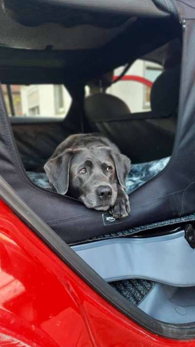 Welches Auto mit welchem Hund-Beitrag-Bild