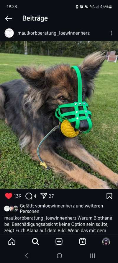 Wie sitzt mein Maulkorb / Maulkorb-Beratung-Beitrag-Bild